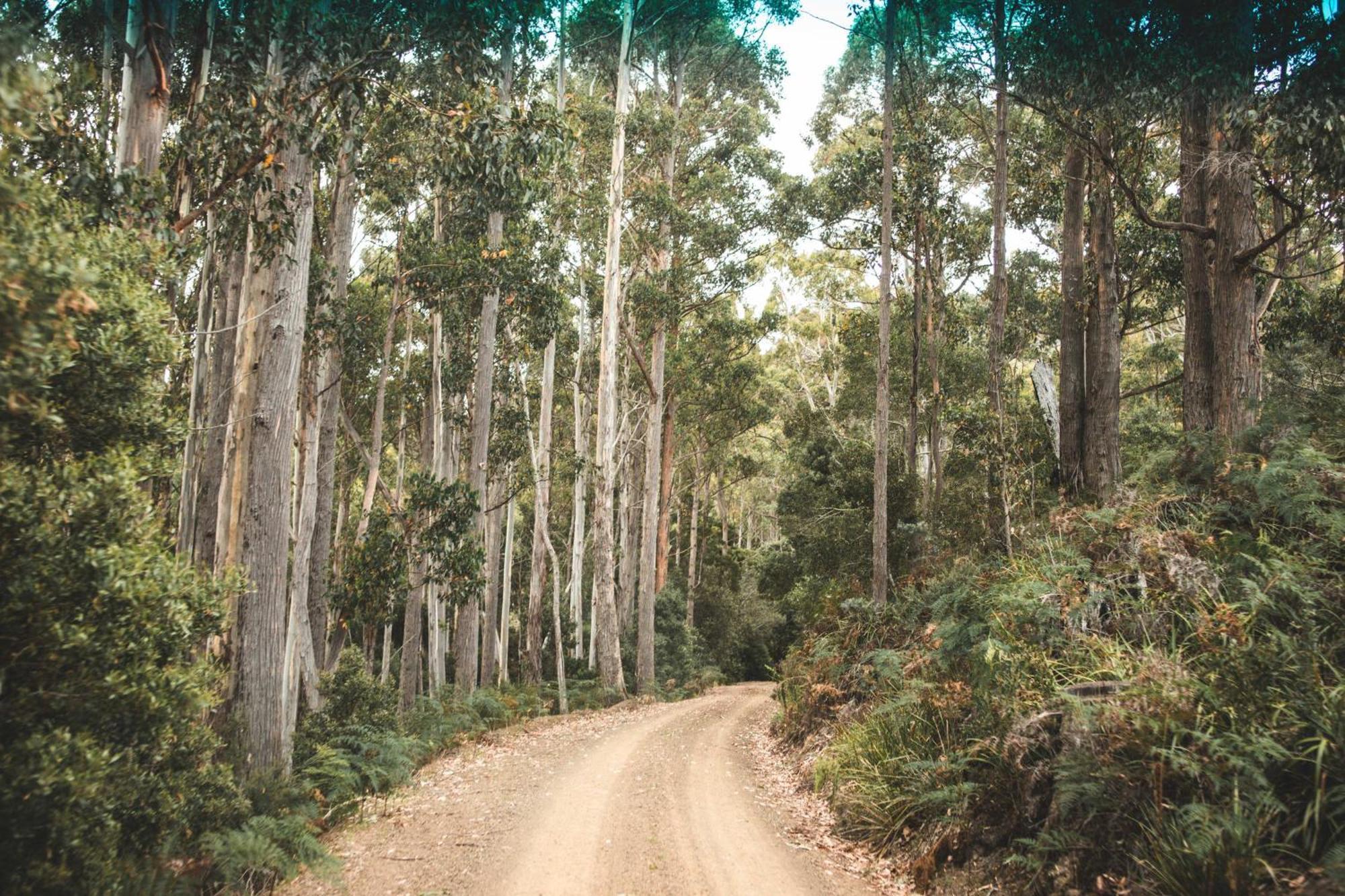Pine Edge Heights By Tiny Away Villa Ellendale Luaran gambar